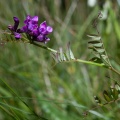vicia-sepium-switzerland-BC508699-0499-4025-BD18-997D824FB899.jpg