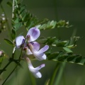 vicia-sylvatica-switzerland-4F7C14B0-768A-42C4-B212-1F404E5E5492.jpg