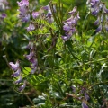 vicia-sylvatica-switzerland-CA47D675-78E2-4EAC-B453-BD8BF7C97A60.jpg