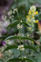 Vincetoxicum hirundinaria Medik.