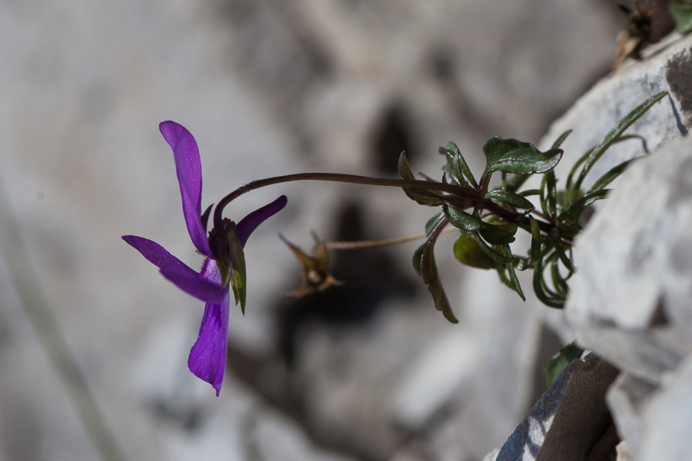 viola-calcarata-italy-1CB36124-5E8A-4910-BD51-C2B69EF35728.jpg