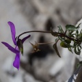 viola-calcarata-italy-1CB36124-5E8A-4910-BD51-C2B69EF35728.jpg