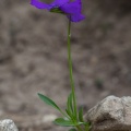 viola-calcarata-switzerland-345191E4-E221-4DF7-AD92-994A8C24F296.jpg