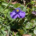 viola-calcarata-switzerland-FB97B6F9-9D40-4530-B962-C47B8C8C1EDC.jpg