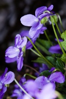 Viola riviniana Reichenbach