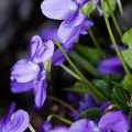 viola-riviniana-switzerland-CEDA667B-4744-47AD-944E-E36985302CE7.jpg