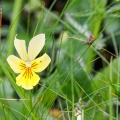viola-tricolor-switzerland-34938A49-DB1F-4FF6-A96A-54E4C66C8CC2.jpg