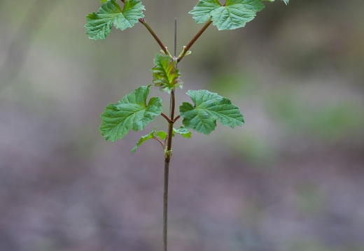 Vitaceae