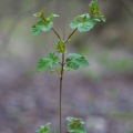 vitis-sylvestris-switzerland-F7486E07-B42C-4264-9224-3DC51326DD3A.jpg