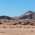 welwitschia-mirabilis-namibia-2E5B0DCE-97B6-462B-8044-B26FD9273B4F.jpg