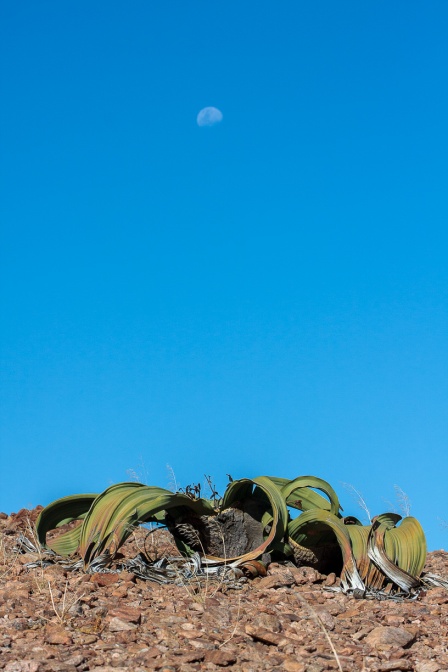 welwitschia-mirabilis-namibia-A3784202-E4D7-43AA-9F9F-7B3C4BB08424.jpg