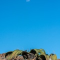 welwitschia-mirabilis-namibia-A3784202-E4D7-43AA-9F9F-7B3C4BB08424.jpg
