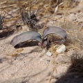 welwitschia-mirabilis-namibia-BCBE69AE-51F0-4851-A878-2671F43E5ADA.jpg