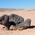welwitschia-mirabilis-namibia-BE73CAEB-7C65-4FBE-8500-4CDFA6699E34.jpg