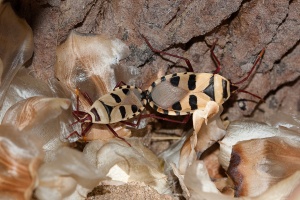 Welwitschia mirabilis