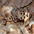 welwitschia-mirabilis-namibia-D099972F-4C82-4DFC-956C-4DD067696D4B.jpg