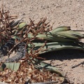 welwitschia-mirabilis-namibia-E128BEDE-C952-42FB-BF4F-5E4F6D6E082E.jpg