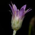 xeranthemum-inapertum-switzerland-EC5AA463-4CF5-11DC-8A96-000A95CA2156.jpg