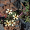 zaluzianskya-rubrostellata-south-africa-BC94675B-3EFF-4FA0-8872-6AD6193D3CE6.jpg