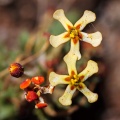 zaluzianskya-rubrostellata-south-africa-BD246092-0D60-4094-843E-BAD505765C81.jpg