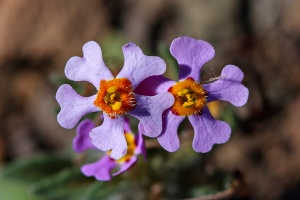 Zaluzianskya violacea Schltr.