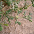 zygophyllum-migahidii-saudi-arabia-34E3A010-4B7C-11DC-8D9F-000A95CA2156.jpg