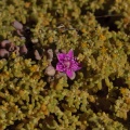 zygophyllum-simplex-namibia-5C333E85-341D-40B8-ADF9-283946D19DAA.jpg