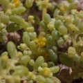 zygophyllum-simplex-namibia-C9D9BBB9-CAA7-4A71-8939-659883B13015.jpg