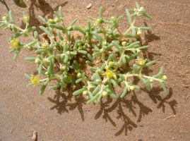 Zygophyllum simplex L.