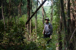 Botanizing in Tham Kaeo Sawan