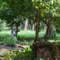 botanizing-in-tham-kaeo-sawan-thailand-E17150DC-8915-4B81-B361-87EBEA0FE1D7.jpg