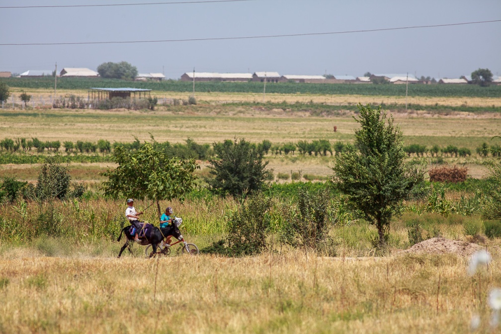 fields-in-urgut-district-uzbekistan-AB2618B0-385D-4DC6-AE2E-D88CBDC1EF44.jpg