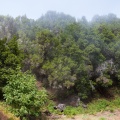 hoya-del-pino-canaries-el-hierro-AAF80E00-C853-421D-8672-F565816D8051.jpg