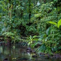 jungle-stream-guadeloupe-E1677969-9A48-43F8-83A3-BBB35EE492BC.jpg