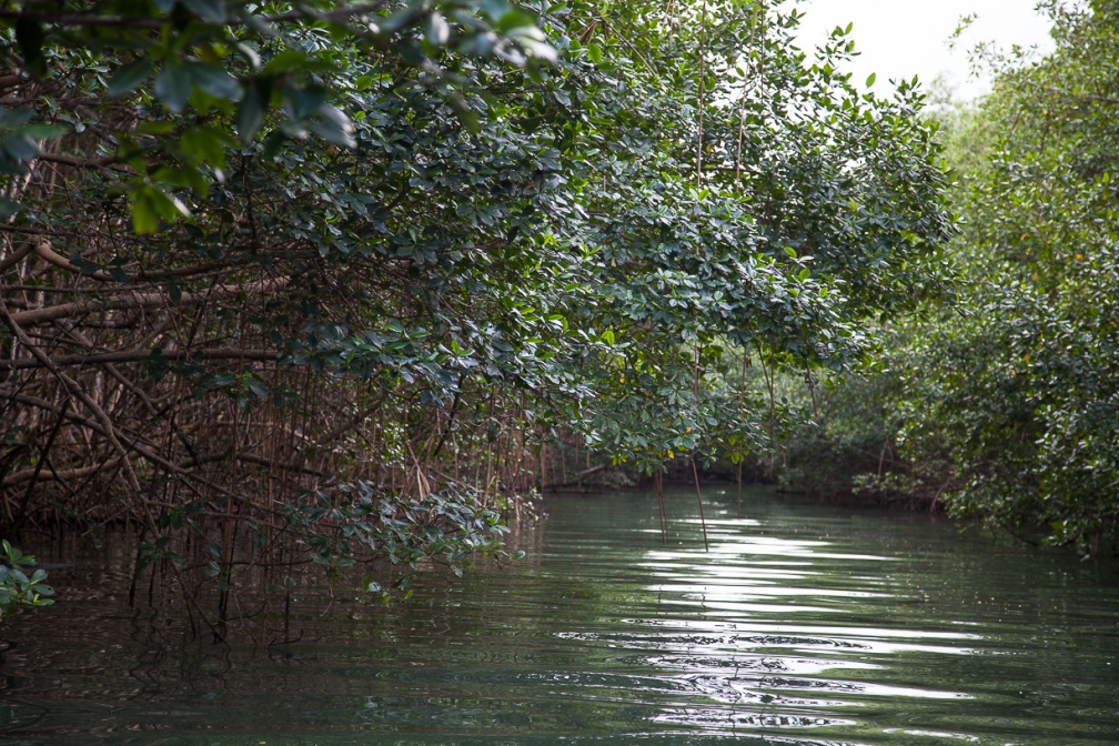 mangrove-in-ste-rose-guadeloupe-0D335D07-01D4-428C-A410-958E582F2090.jpg