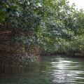 mangrove-in-ste-rose-guadeloupe-0D335D07-01D4-428C-A410-958E582F2090.jpg