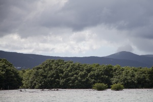 Mangrove in Ste-Rose