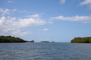 Mangrove in Ste-Rose