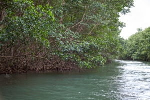 Mangrove in Ste-Rose