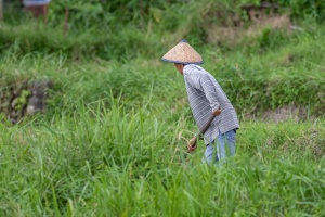 Maninjau farmer