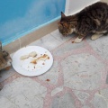 rats-kalymnos-greece-CBB446DD-B64C-431F-A04E-11DD84FB6A9F.jpg