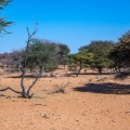 werda-forest-botswana-F47BF6A8-2324-4366-B0DF-8528A4F9759C.jpg