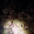 acanthaster-planci-mauritius-A9E3328D-E5D7-43EE-A907-AFEF59F94CB8.mp4
