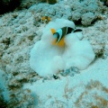 amphiprion-chrysogaster-mauritius-4E3573F8-B6D7-4486-8BD1-0CDC52A7F08E.mp4