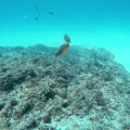 aulostomus-chinensis-mauritius-C16E4CBB-CC6C-4287-8392-55FEF5D365C3.mp4