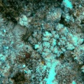 cephalopod-mauritius-59B30758-91DA-4691-8F90-647BB164C954.mp4