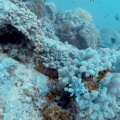 chaetodon-guttatissimus-abudefduf-sexfasciatus-mauritius-A0B81C06-B403-47B7-91D8-09709CD9D914.mp4
