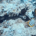 chaetodon-meyeri-zebrasoma-scopas-mauritius-3133D3B7-003A-4D25-A507-8CF4566AB4F4.mp4