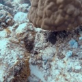 chaetodon-xanthurus-mauritius-F56CEC98-5458-4457-865A-FF225C874CBA.mp4