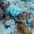 chrysiptera-hemicyanea-mauritius-B08A0D76-3138-4442-9B92-3557D0210B10.mp4